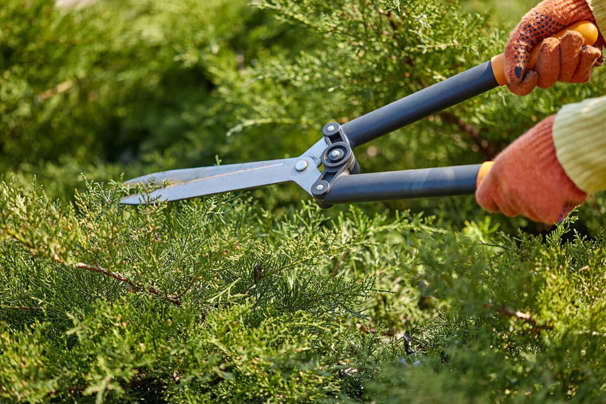 Garden Maintenance Services in Bangalore