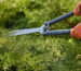 Garden Maintenance Services in Bangalore