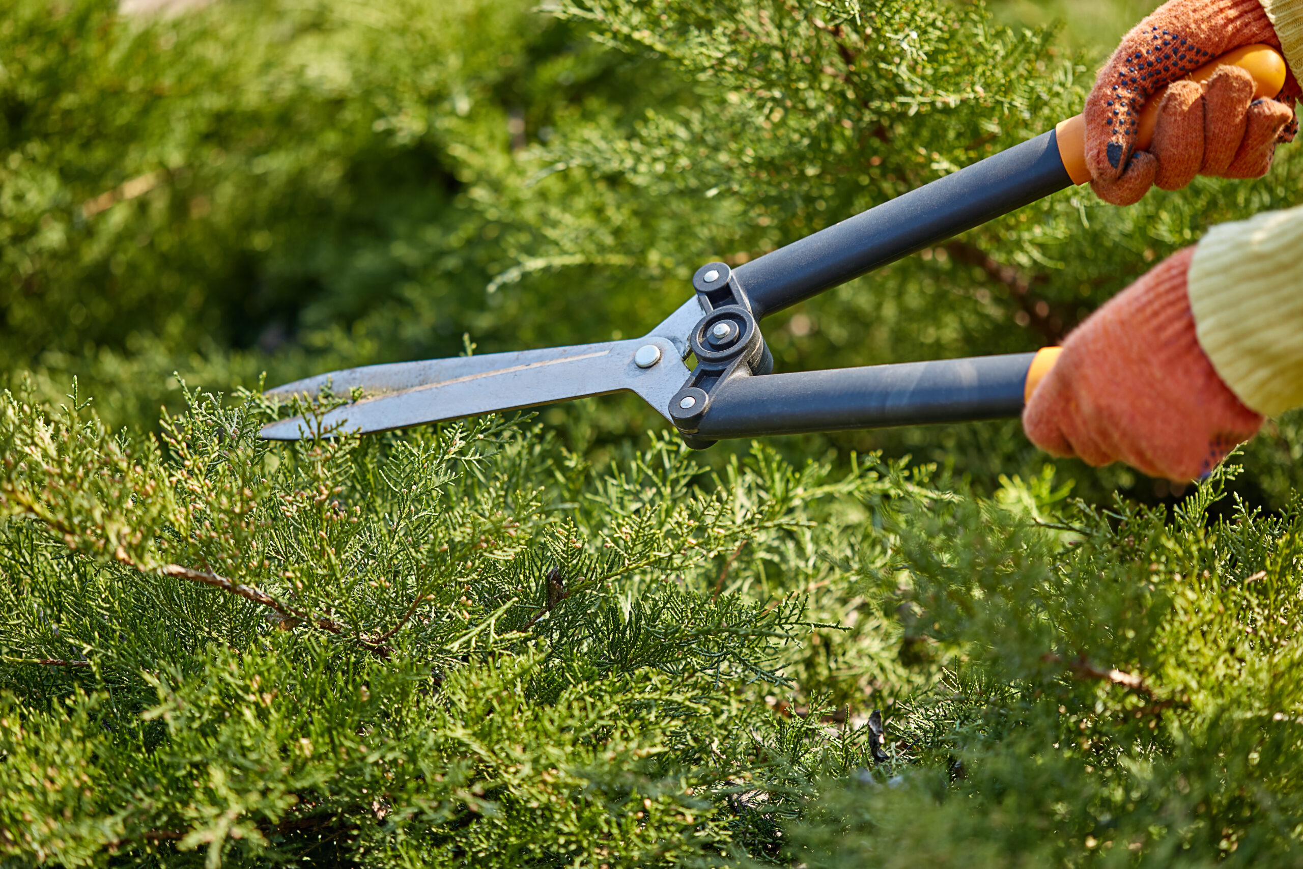 Garden Maintenance Services in Bangalore
