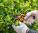 Tree Cutting Services in Bangalore